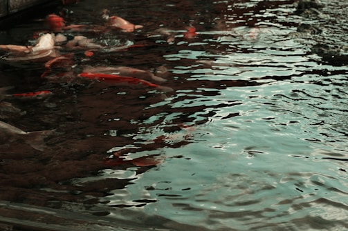 A pond filled with koi fish swimming in various directions. The water's surface is rippling, creating reflections and a dynamic texture. The fish's bright orange, red, and white colors contrast with the dark water.