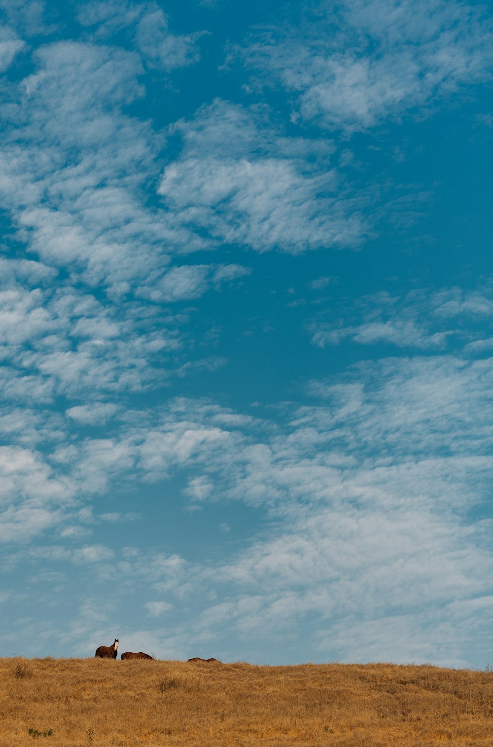 a cow laying down in a field under a blue sky