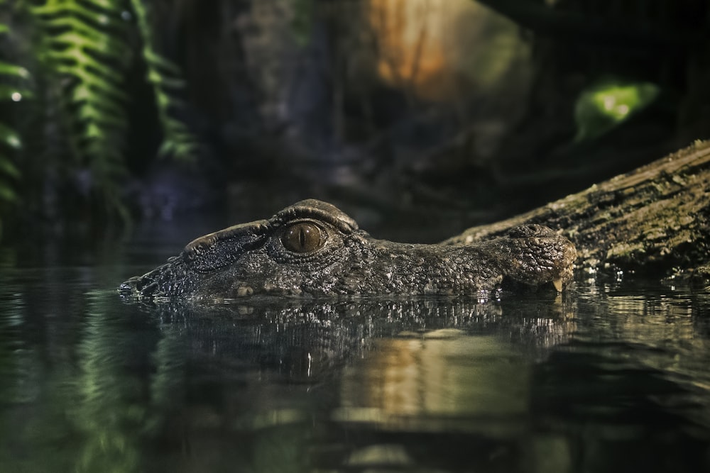macro photography of crocodile on body of water