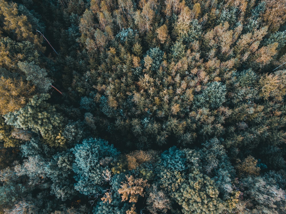 high angle photography of green and brown trees