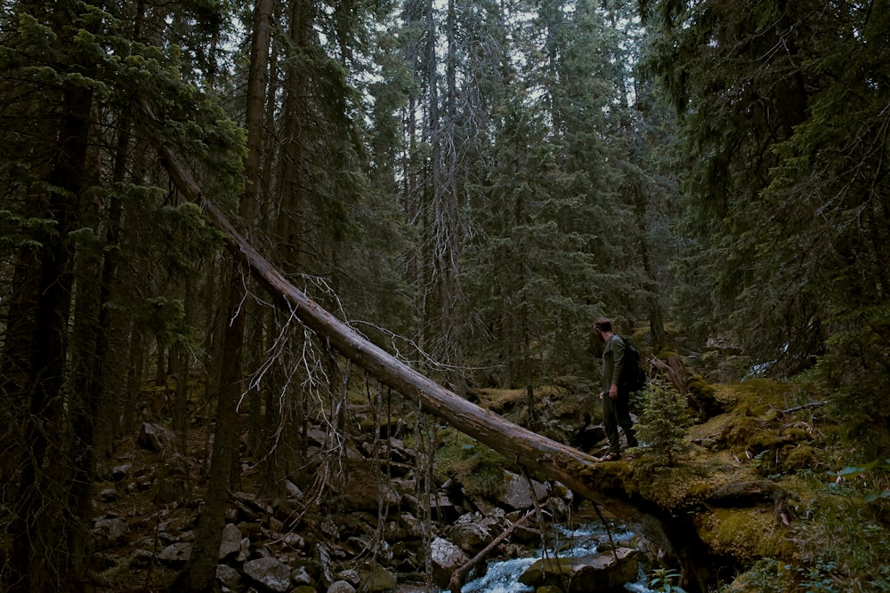 um homem em pé em uma árvore caída em uma floresta