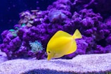 yellow Oscar fish photography