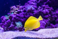 yellow Oscar fish photography