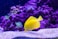 yellow Oscar fish photography