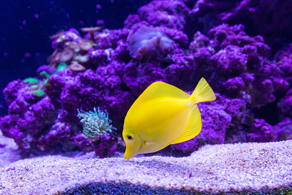 fotografía de pez Oscar amarillo