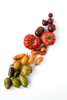 A colorful display of tomatoes in various shapes and sizes on a clean white background.