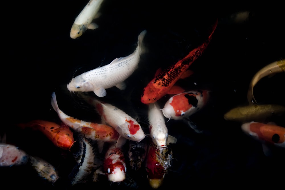 school of orange and white koi