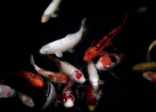 school of orange and white koi