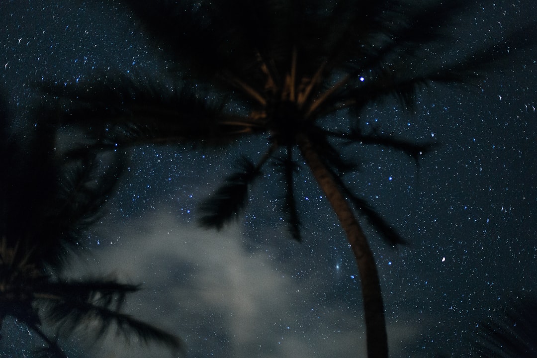 worm's eye view photography of coconut tree and stars