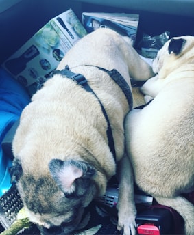 Two pugs are lying down together on a car seat. One pug is wearing a harness and appears to be sleeping with its head resting on the seat. Various items, including magazines and product packaging, are scattered around them.