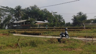 A rural landscape featuring a small road cutting through green fields with someone riding a scooter. In the background, there are a few people working in the fields, and a small building is partially visible, surrounded by various trees including palm trees.