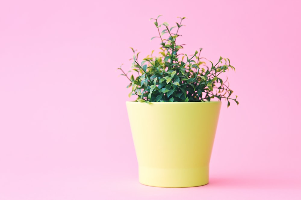 shallow focus of leafed plant