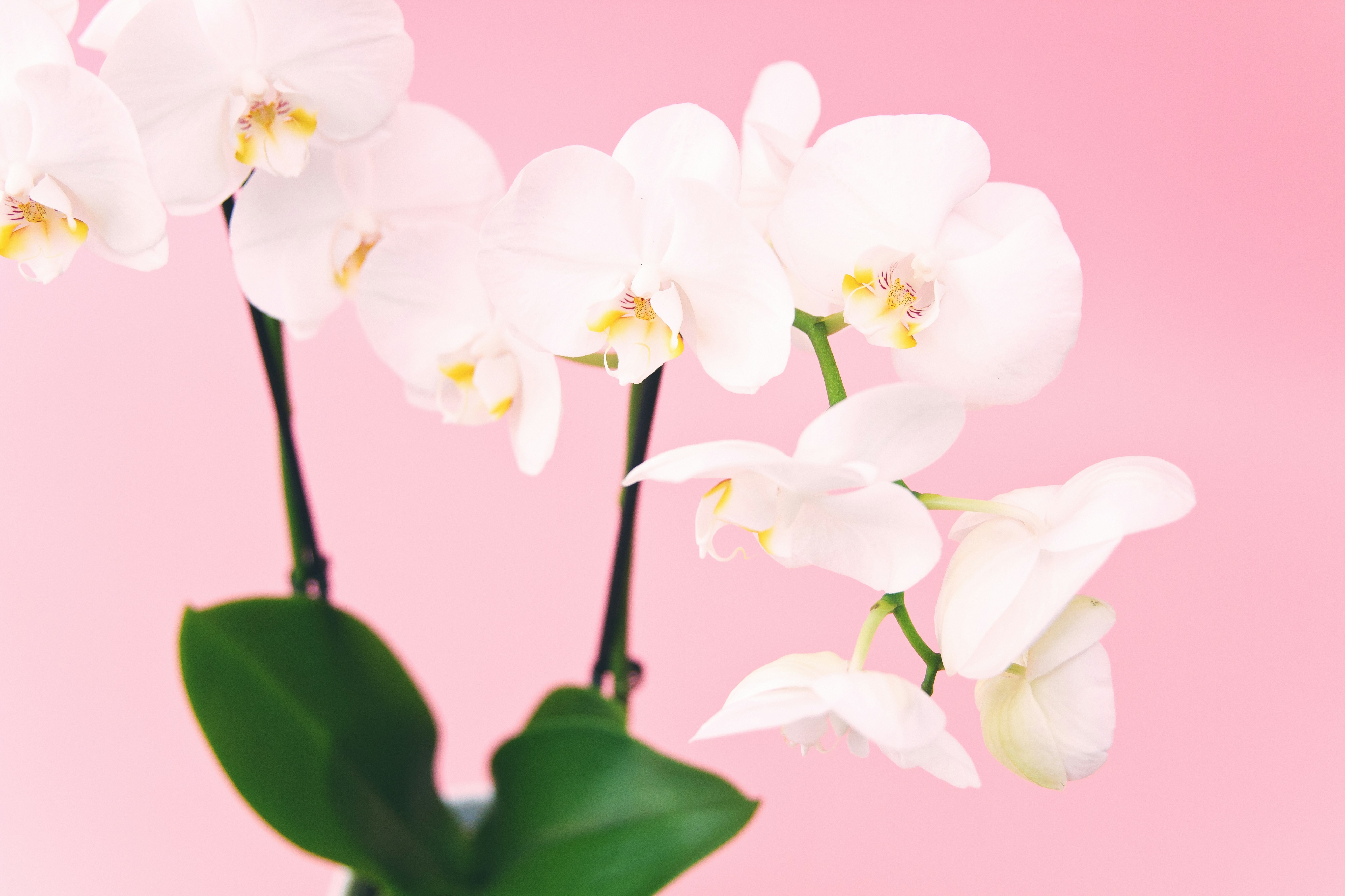 Unlock the Secrets to Thriving Phalaenopsis Orchids