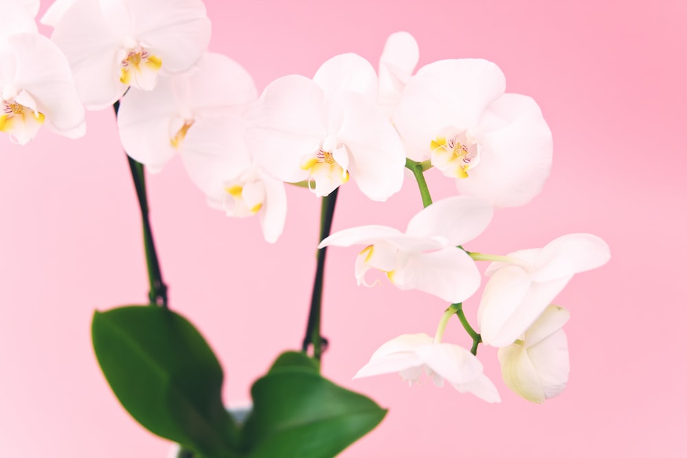 Flor branca da orquídea