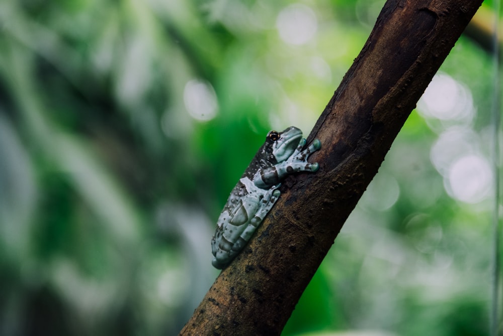 green and black frog on brown branch