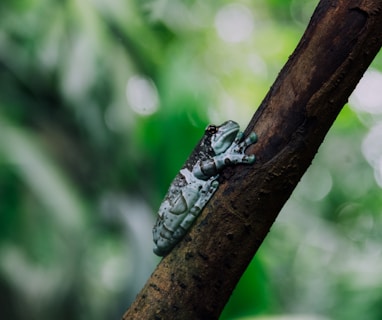 green and black frog on brown branch