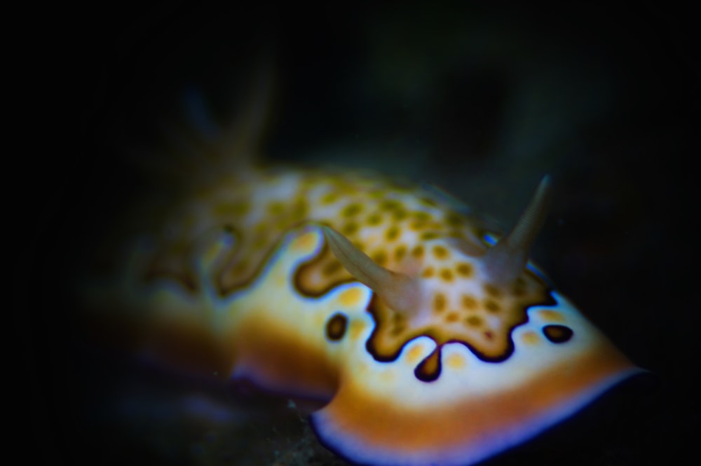 multicolored sea slug close-up photography