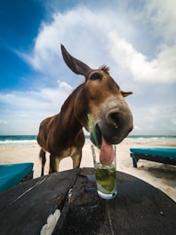 A cheerful donkey and pony serving drinks at an outdoor wedding.