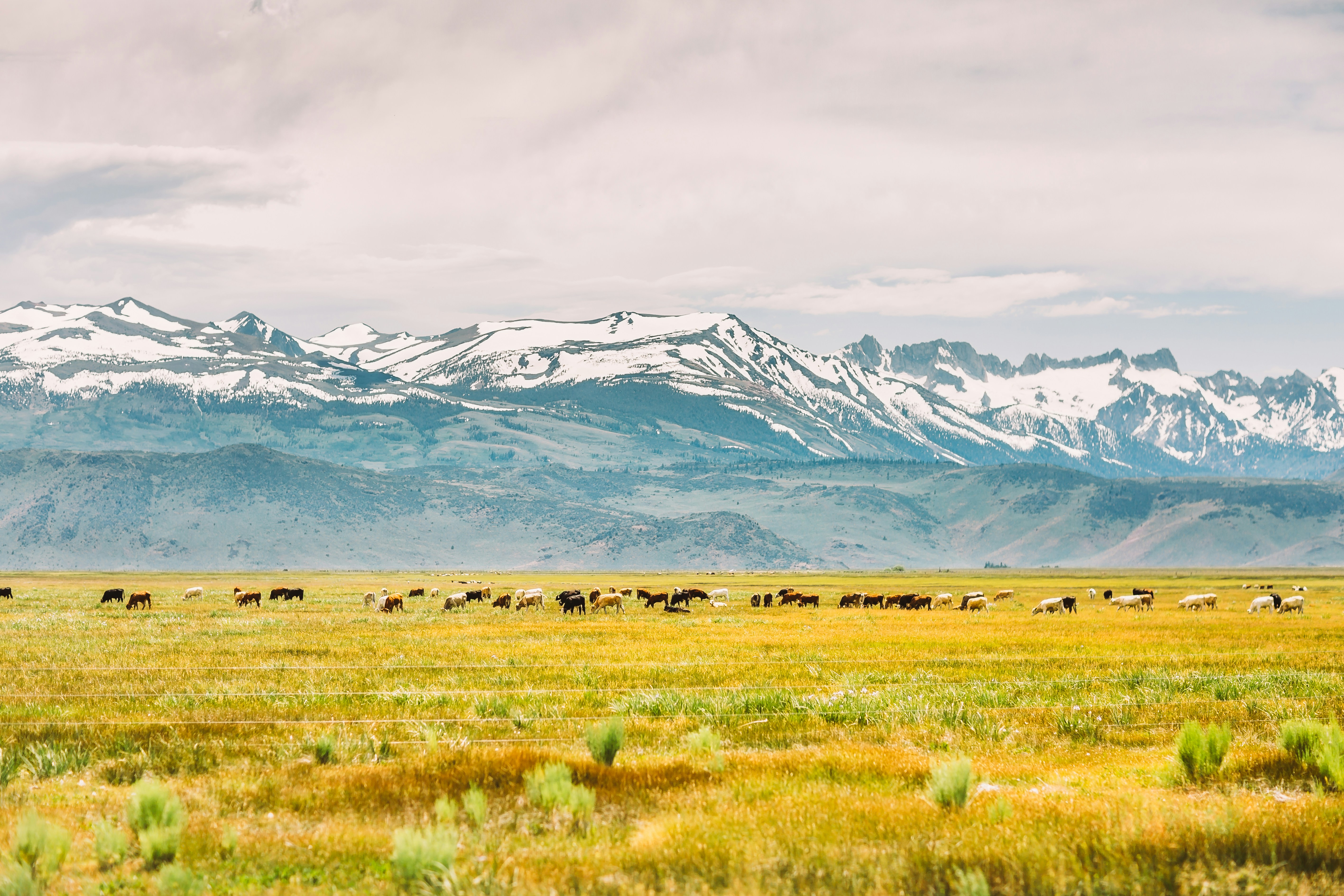 mountain in front of field