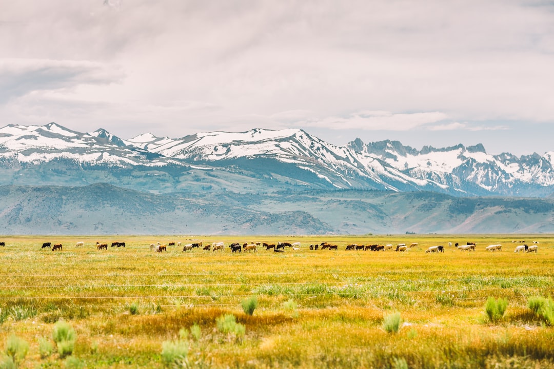 Cattle grazing on range, with mountains in the backdrop. 