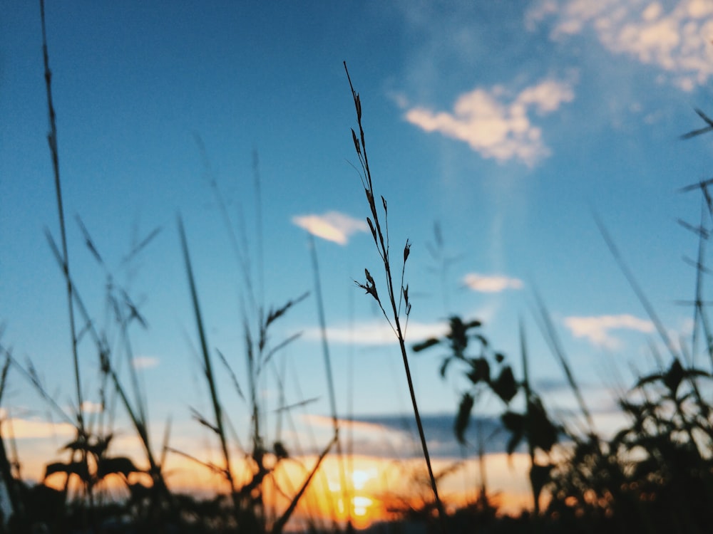 shallow focus photography of plant under clouds