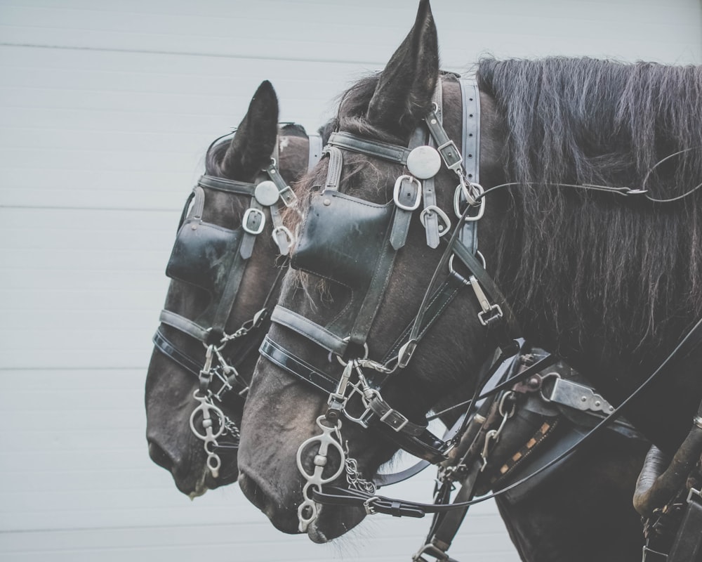 two black horses