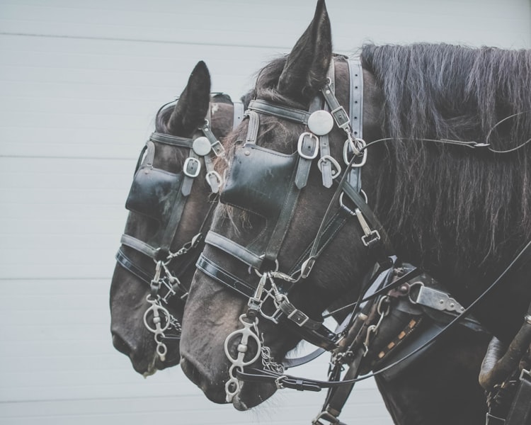 The Bridled Bride