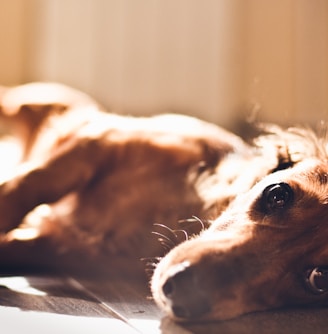 short-coated brown dog lying on gray surface