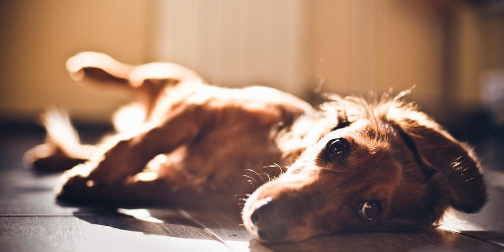 short-coated brown dog lying on gray surface