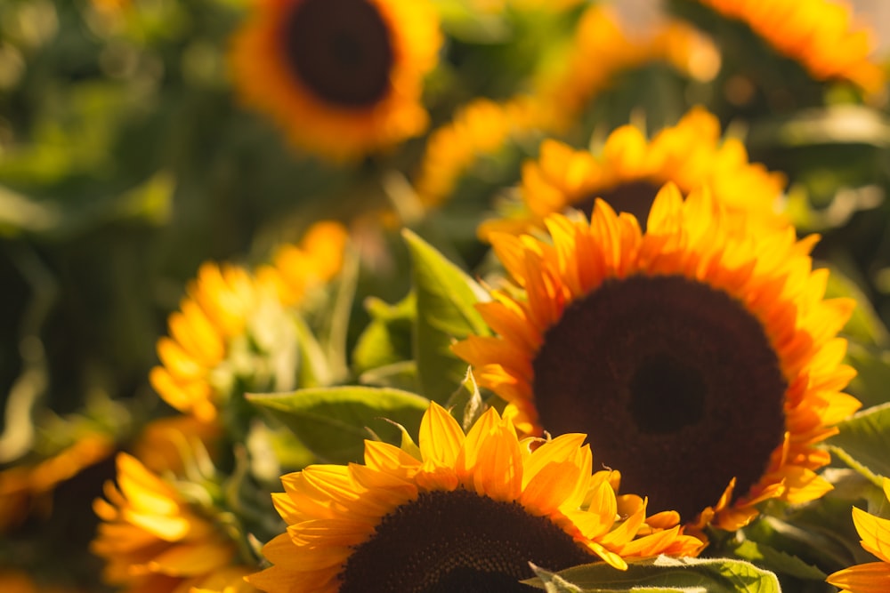 shallow focus photography of sunflowers