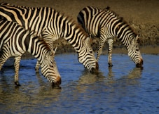 three zebras drinking water on river