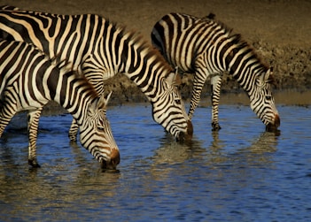three zebras drinking water on river