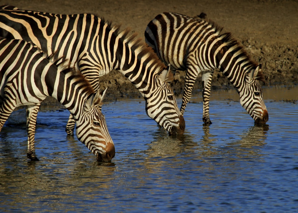 three zebras drinking water on river
