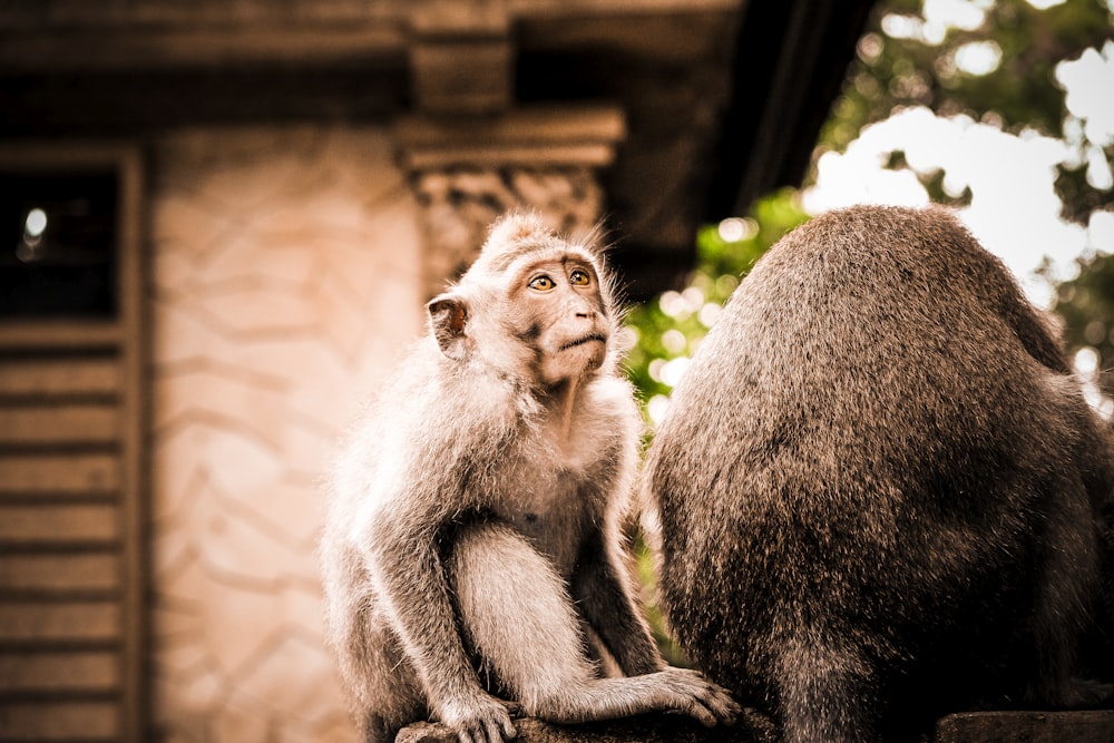 Fotografia de foco seletivo de macaco preto