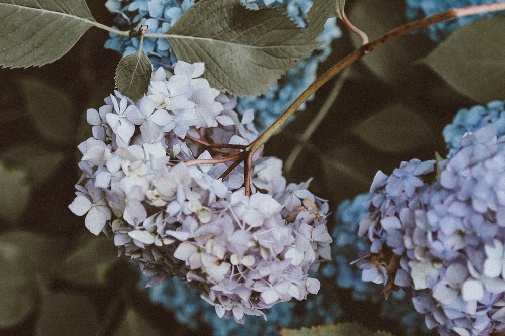 foco raso de flores roxas