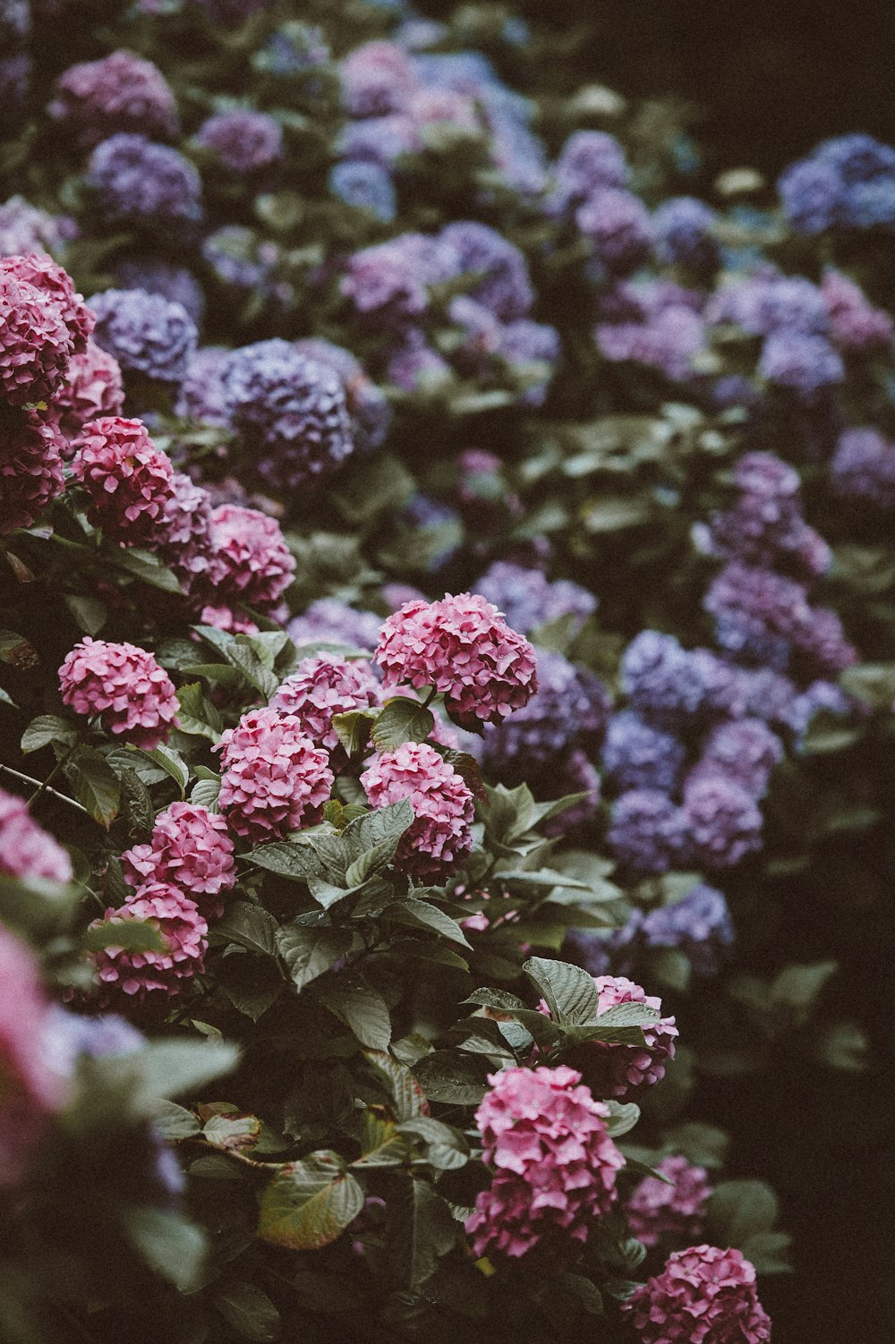 분홍색과 보라색 수국 꽃의 근접 촬영 사진