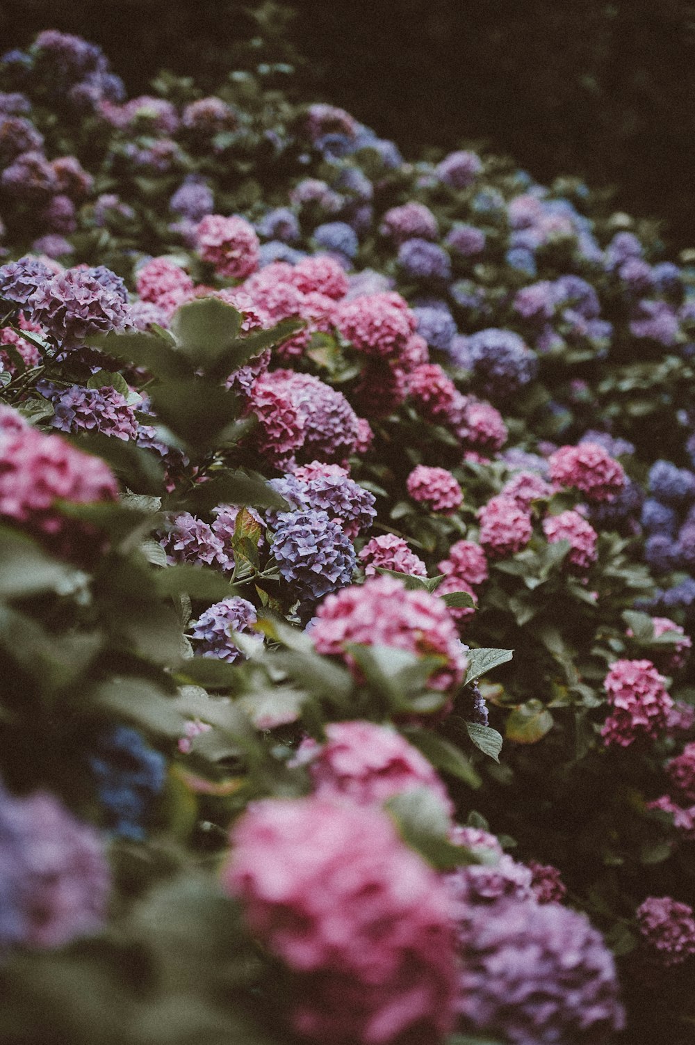 shallow focus photography of pink and purple flowers