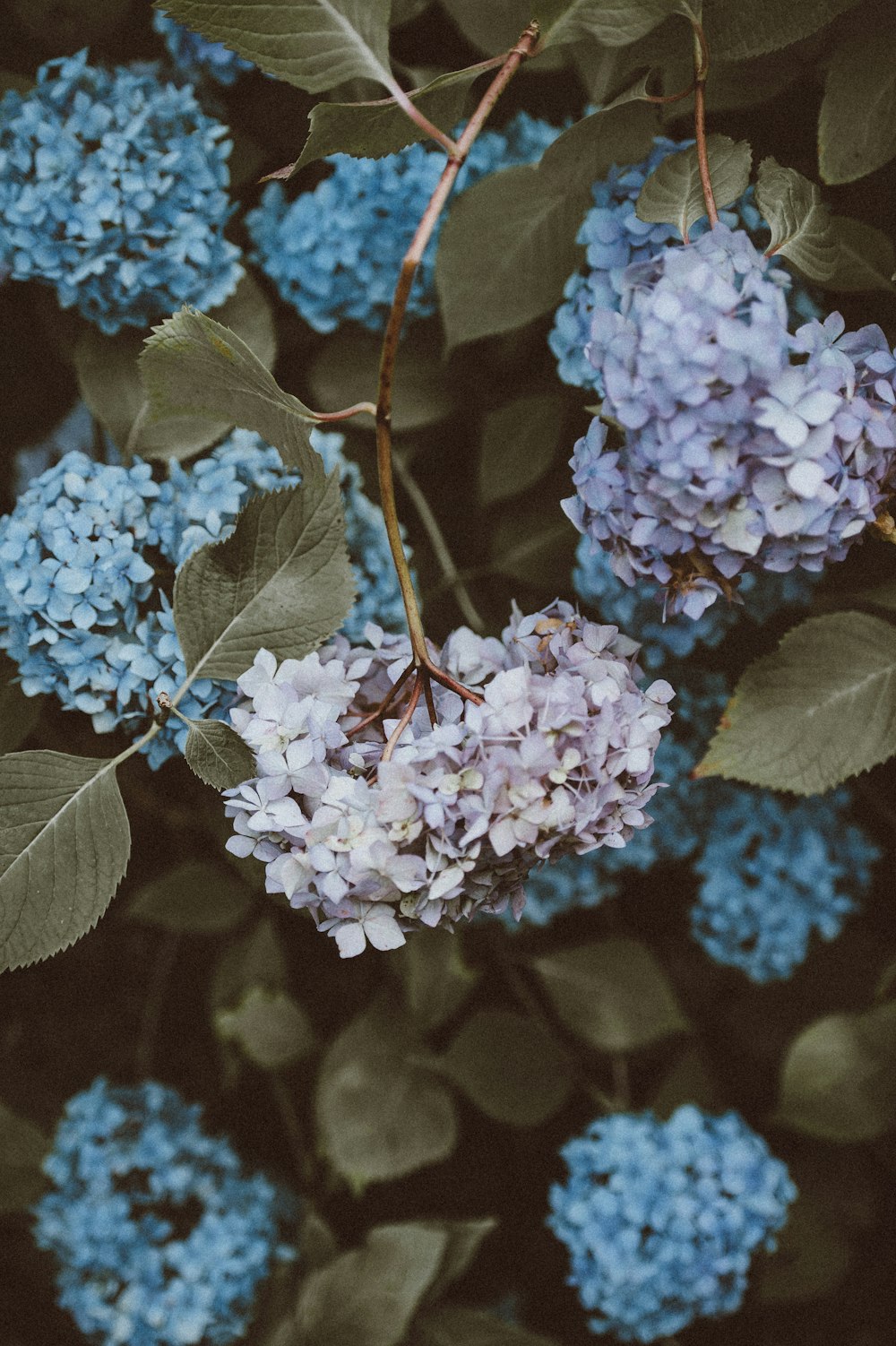 파란색과 보라색 꽃의 얕은 초점 사진