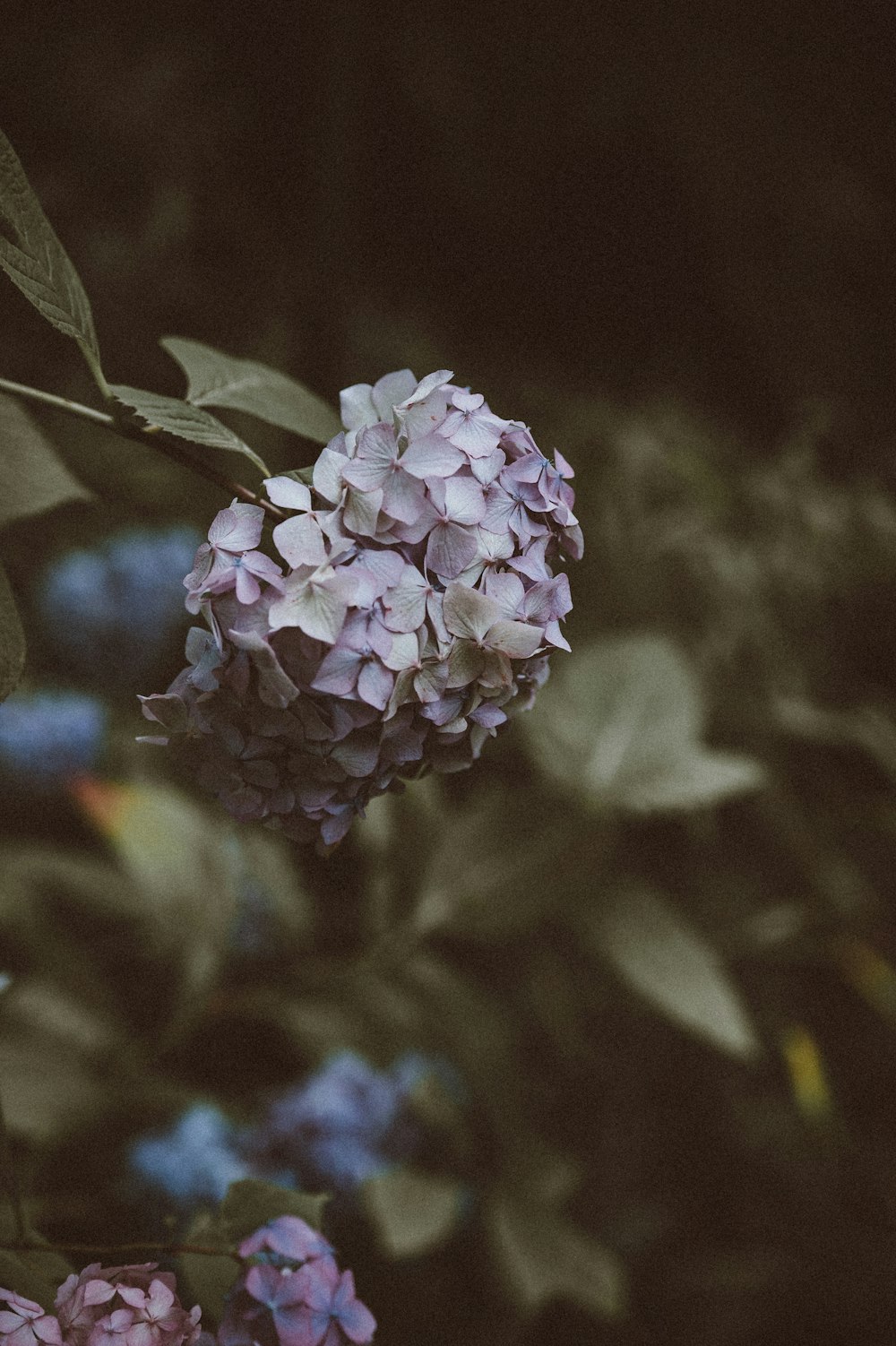 selective focus of hydrangea flowers