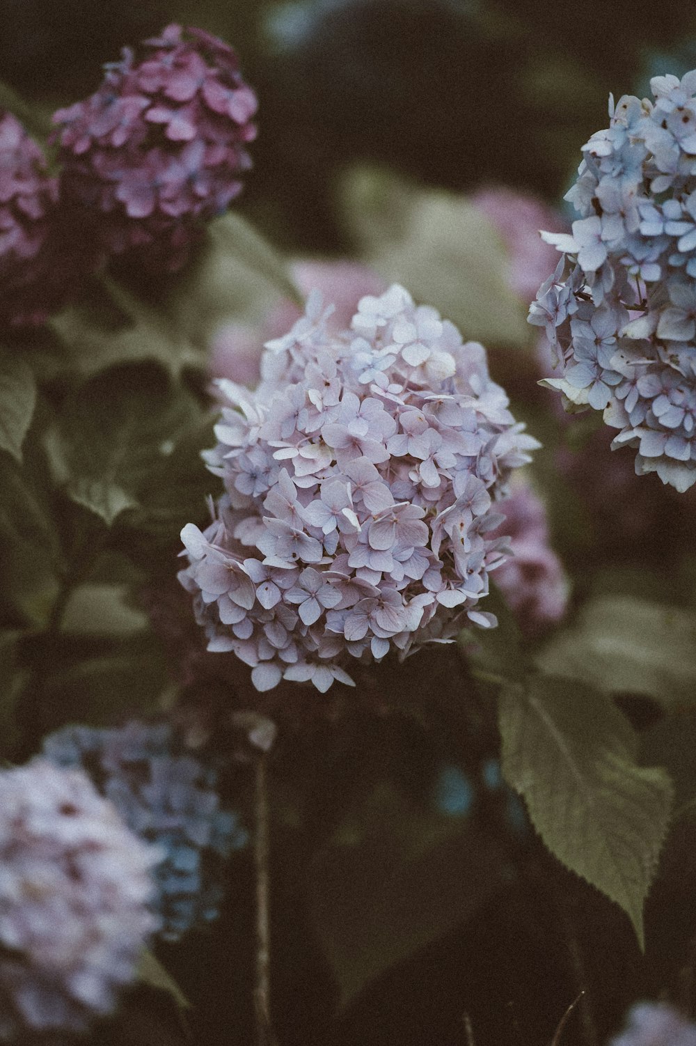 shallow focus photography of pink flowers