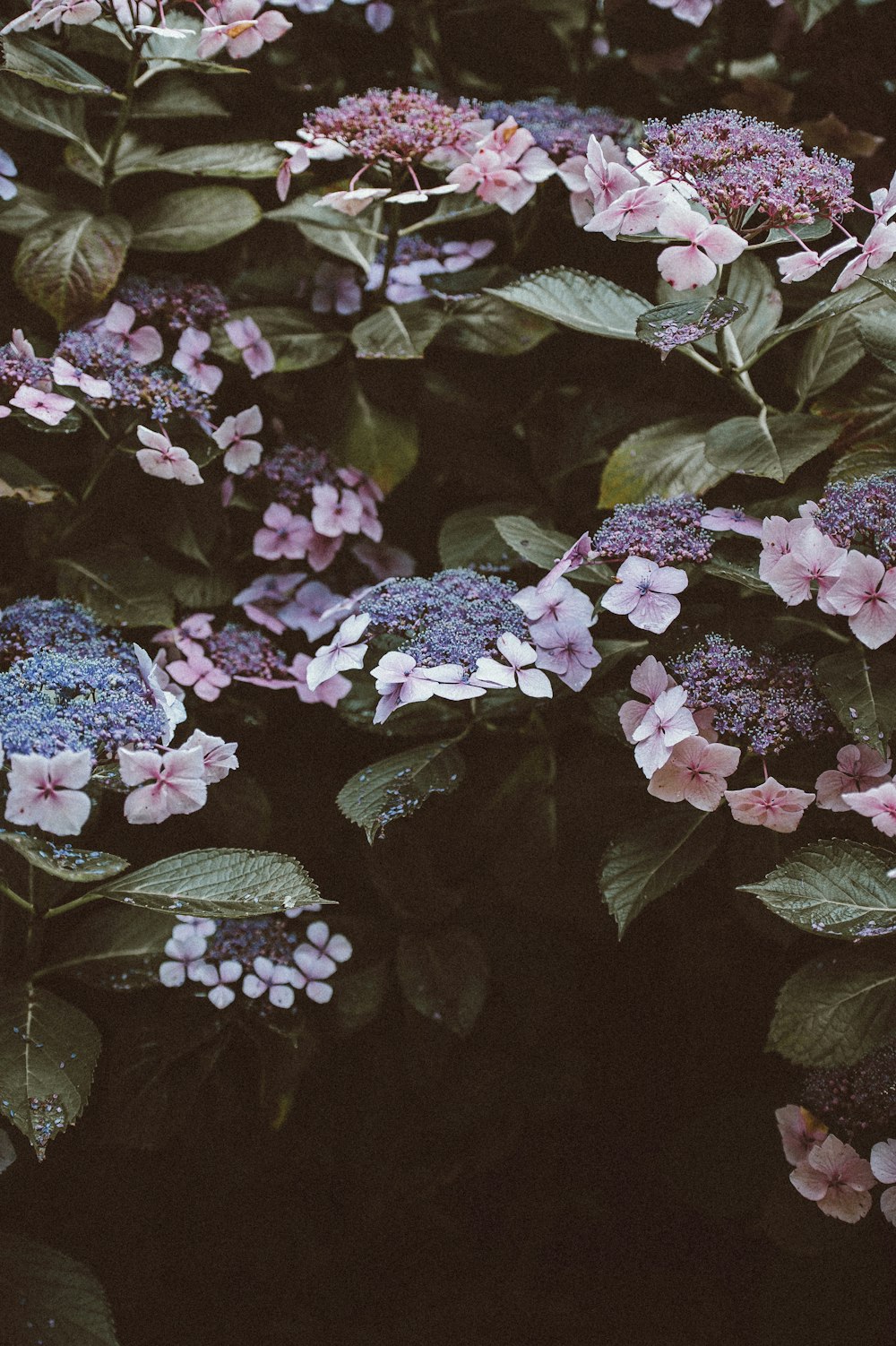 Foto flor de jasmim rosa das Índias Ocidentais em flor – Imagem de Planta  grátis no Unsplash