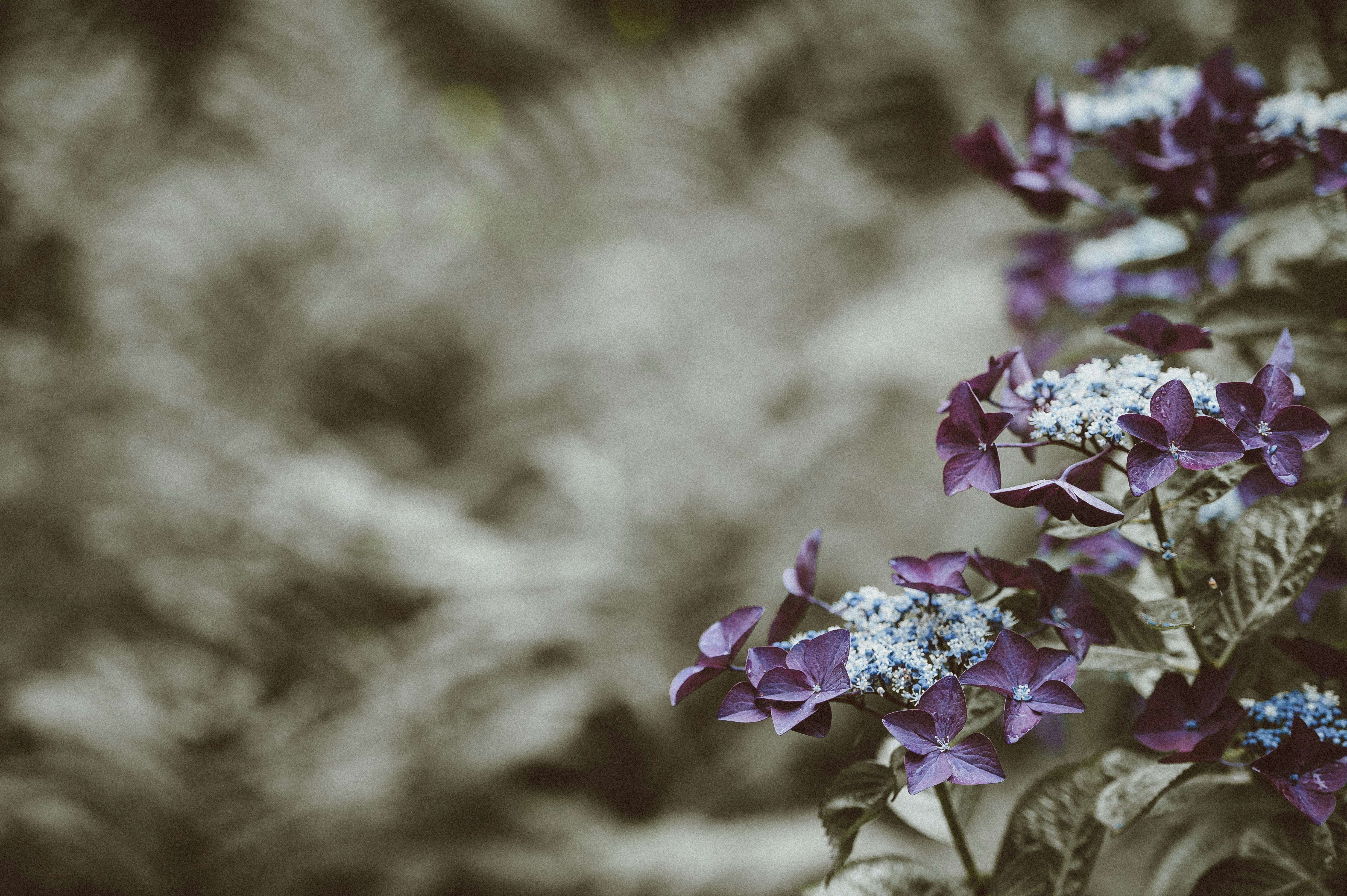 shallow focus photography of purple leafed plant
