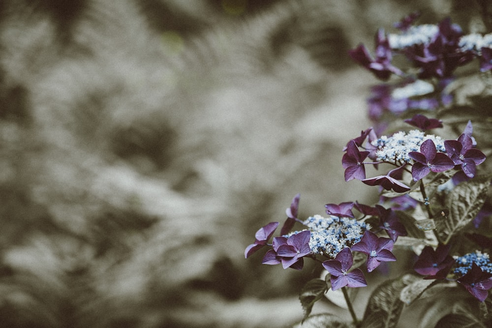 紫葉植物の浅焦点撮影