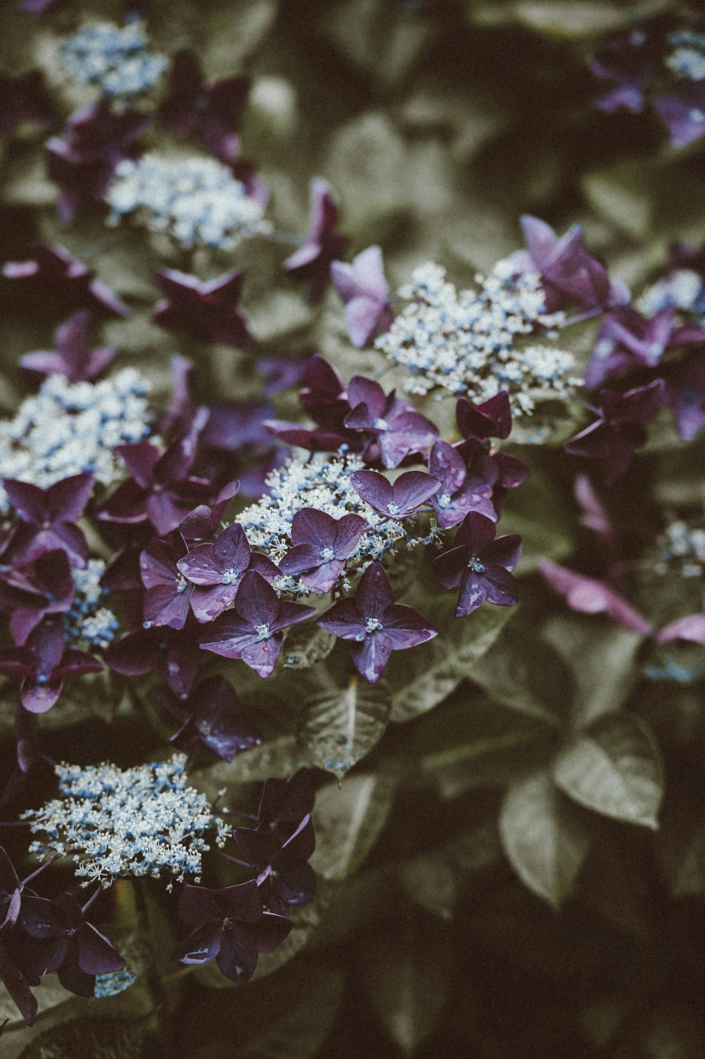 tilt shift photography of purple flower