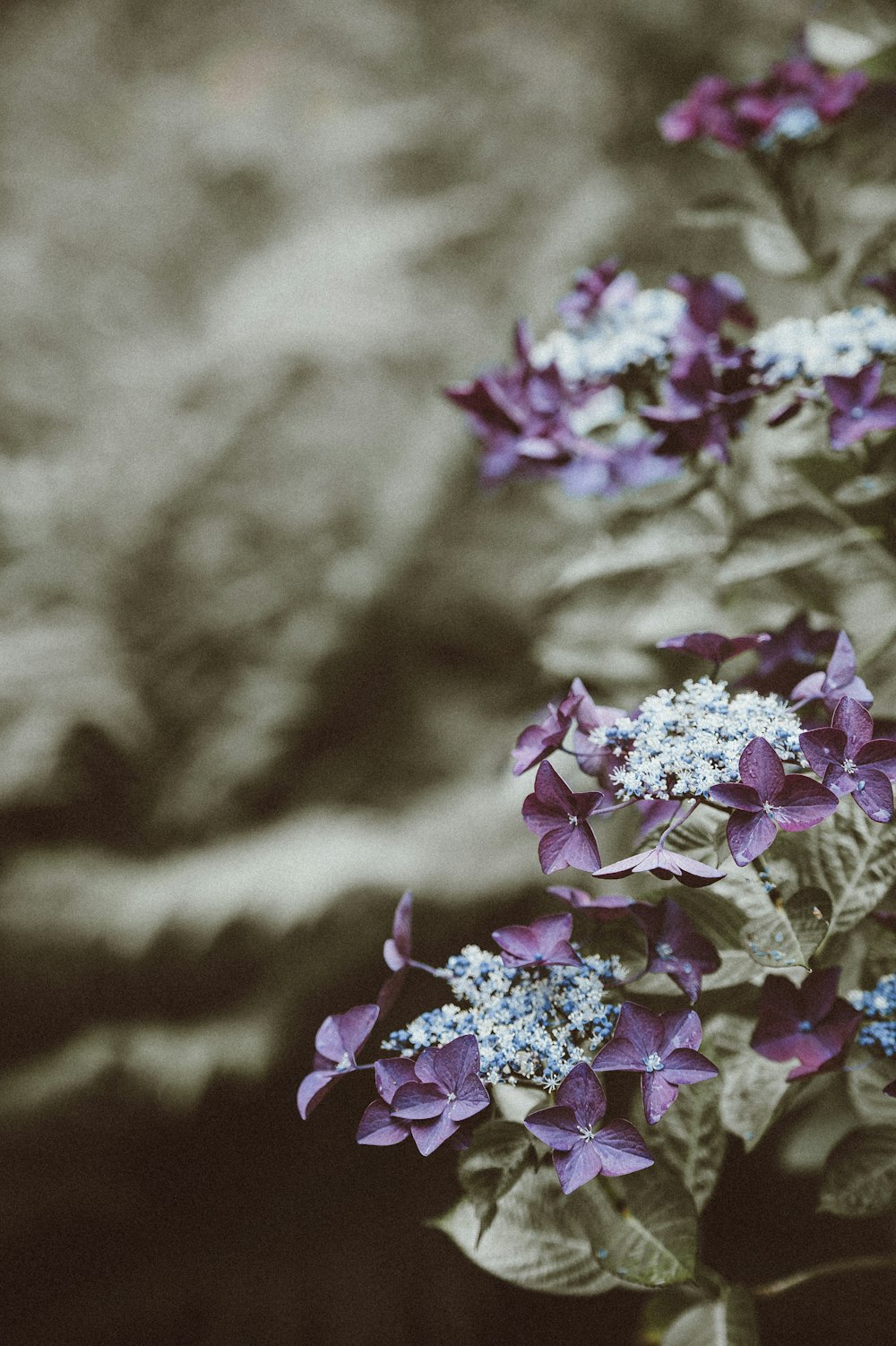 shallow focus photography of purple and white flowers