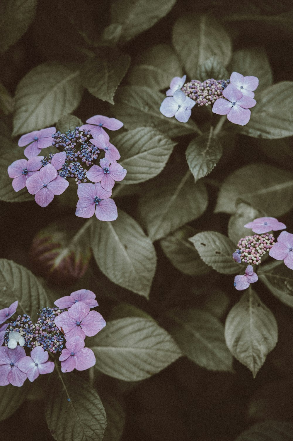 purple petaled flowers close-up photography