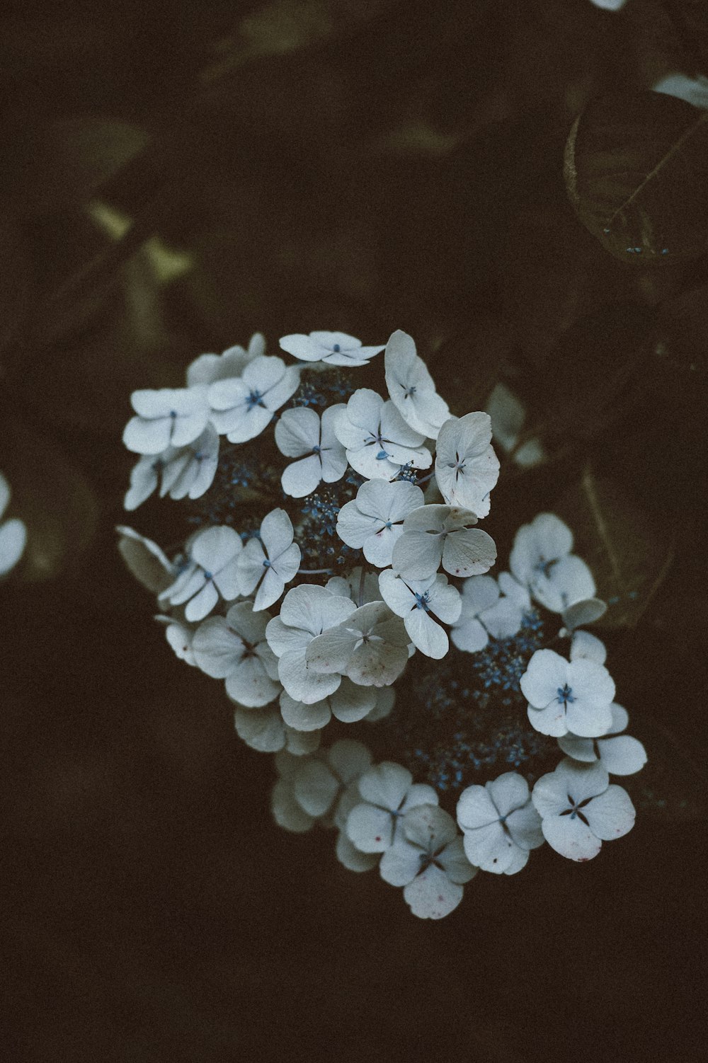 fotografia de closeup de flores brancas de pétalas