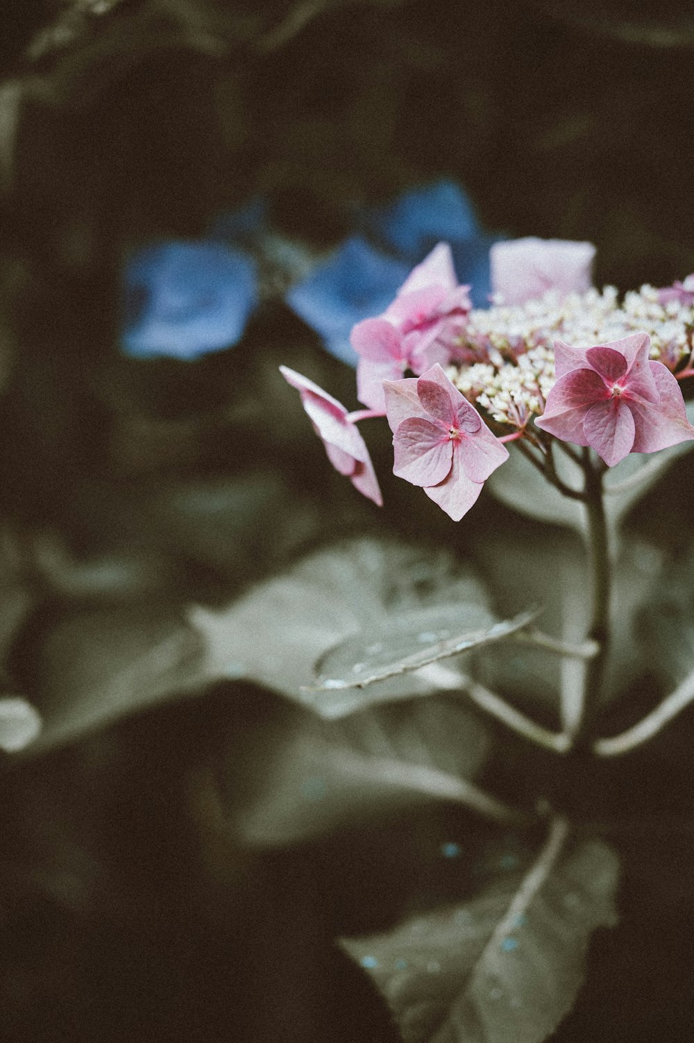 selective photography of pink petaled flowers