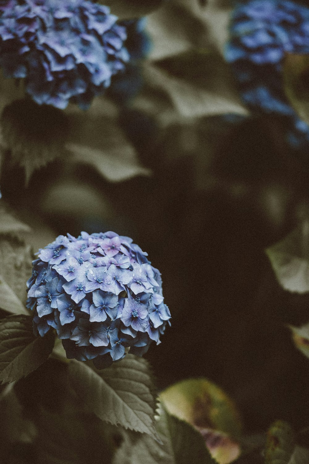 closeup photography of blue petaled flowers