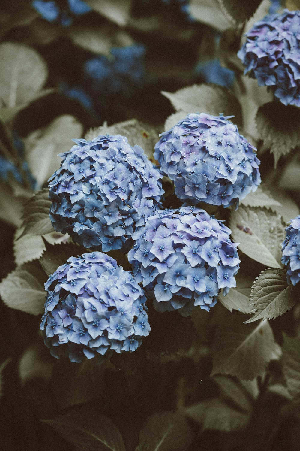 blue cluster flowers